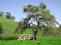 Oak_IMG_1930-DPC