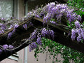 Wisteria_IMG_8703-DPC