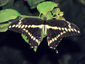 Butterfly_IMG_3676-DPC