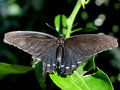 Butterfly_IMG_3690-DPC