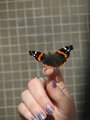Butterfly_IMG_3708-DPC