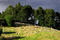 Goats_IMG_0084c-DPC