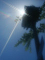 Streetlight and Branches