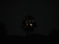 Palm and Perigee Moon