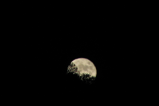 Harvest Moon from Grizzly Peak