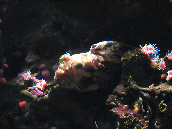 Fish_IMG_6111-DPC.jpg
