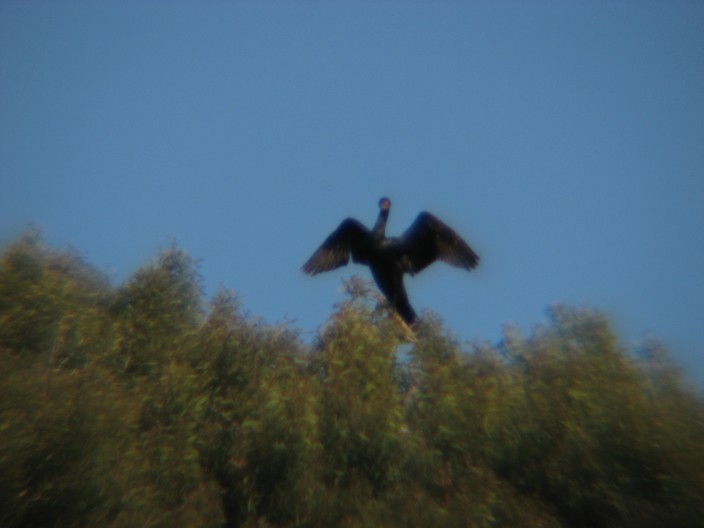 phoenix_IMG_1678=740