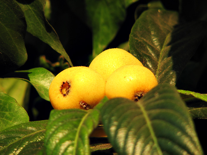 Loquats