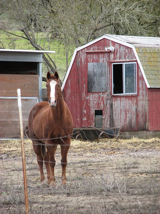 Horse and Barn