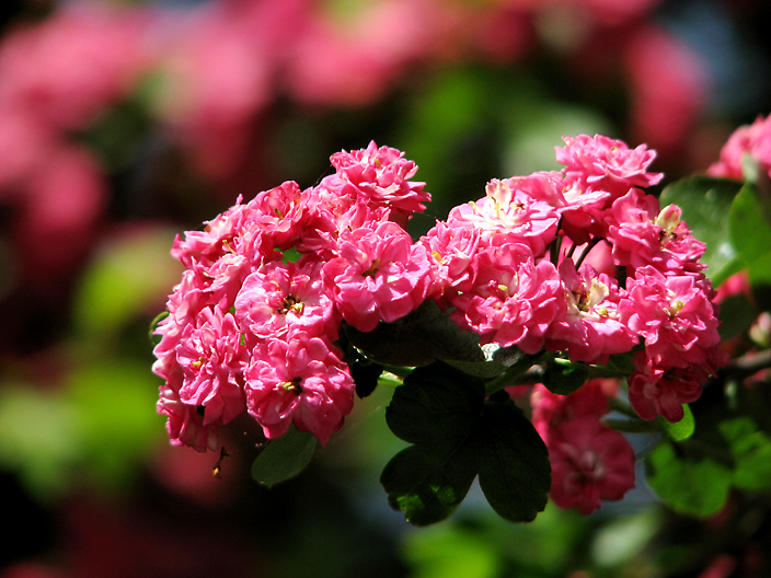 Hawthorn Flowers