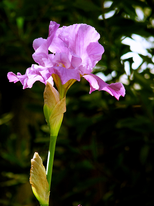 Iris_IMG_9460-DPC