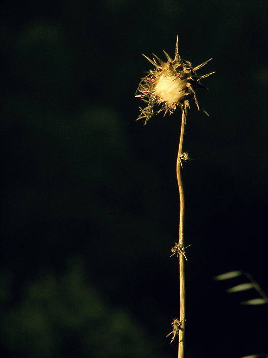 Thistle_IMG_1208-DPC