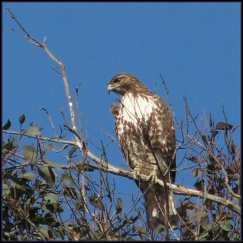 HawksHead-CU-b