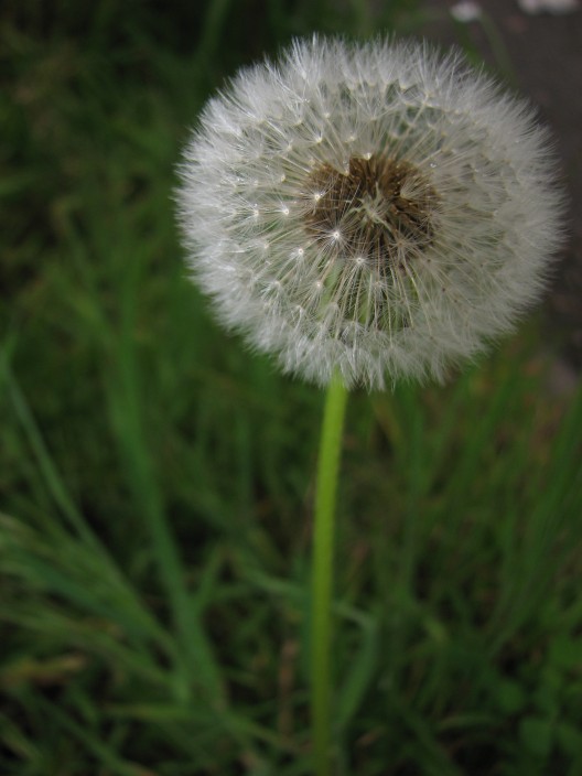 Dandelion_IMG_4787=704