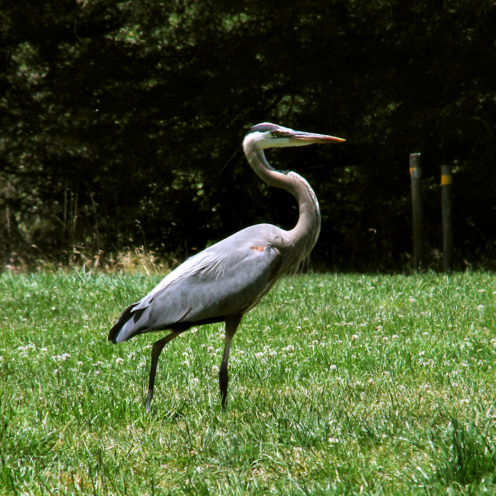 Great Blue Heron