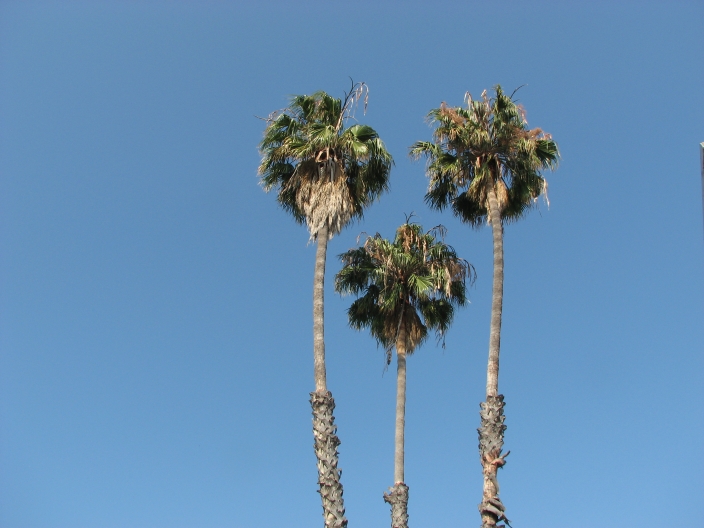 Palms_IMG_6542=704