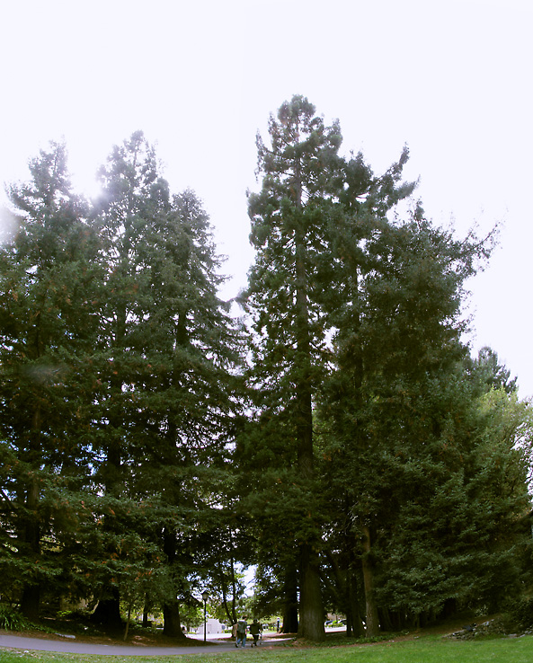 Redwoods-all_IMG_7414-23sa-DPC
