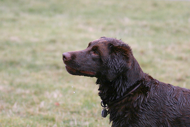 Dog_108212-Adj.jpg