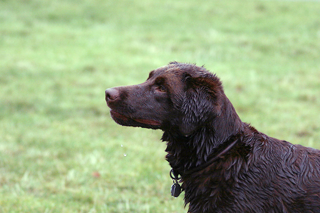Dog_108212-Adj2.jpg