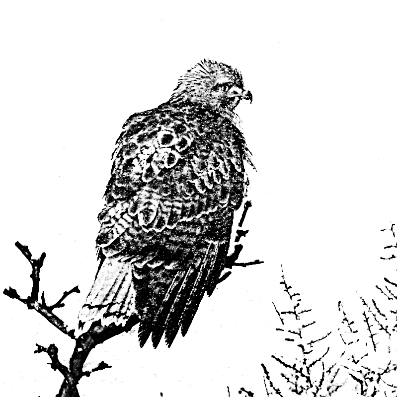 CorysHawk_1095875ed-gsCUbm