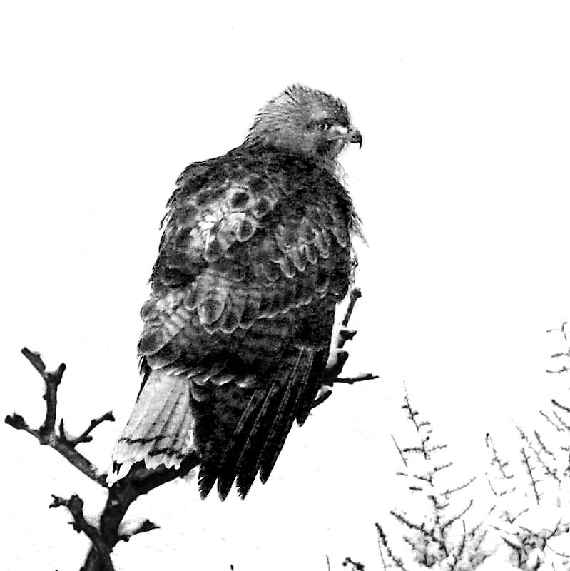 CorysHawk_1095875ed-gsCUusm