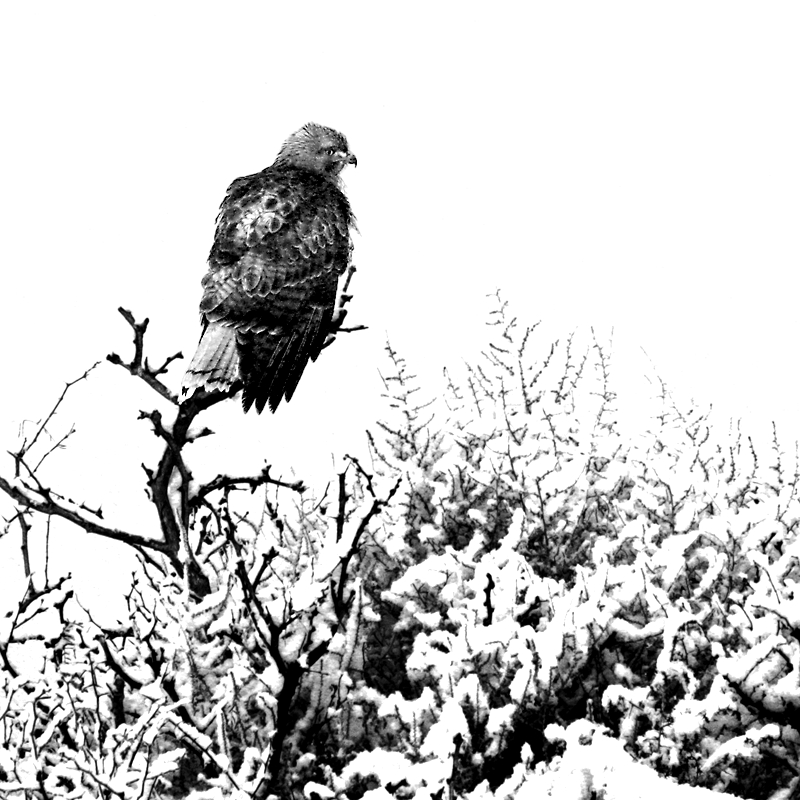 CorysHawk_1095875ed-gsSQdpcUSM