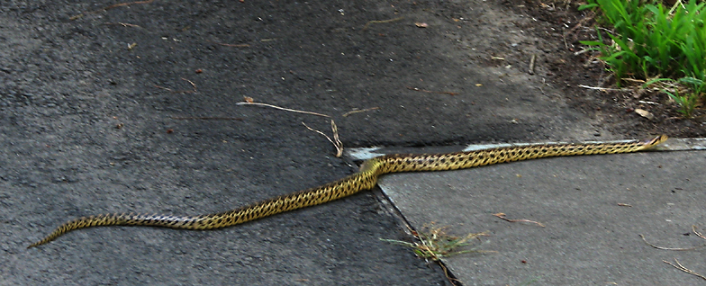 Why Did the Snake Cross the Road?