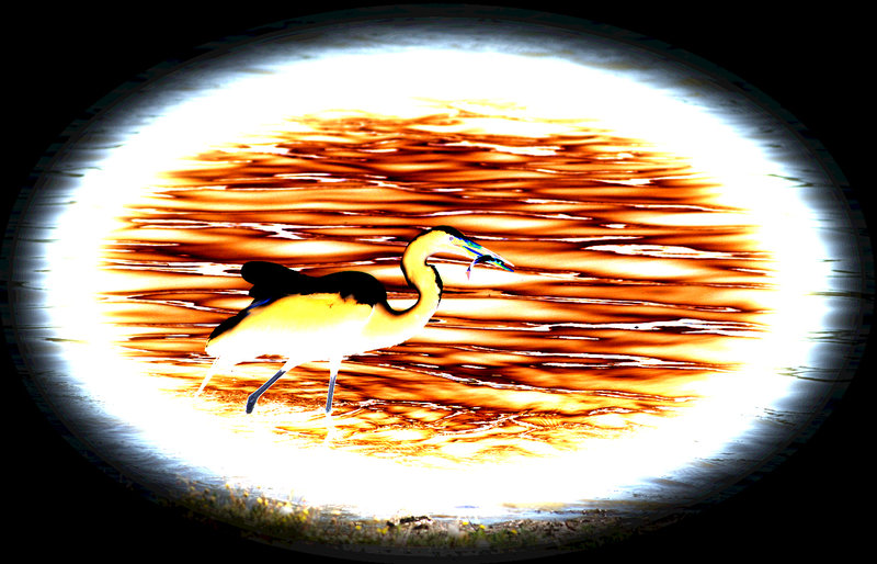 EgretByEEImgID1116501gd