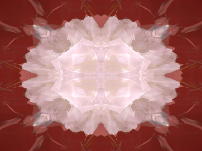 Rose_IMG_5213-Lt2Ml