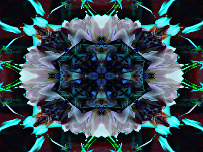 Rose_IMG_5213-Lt2Df