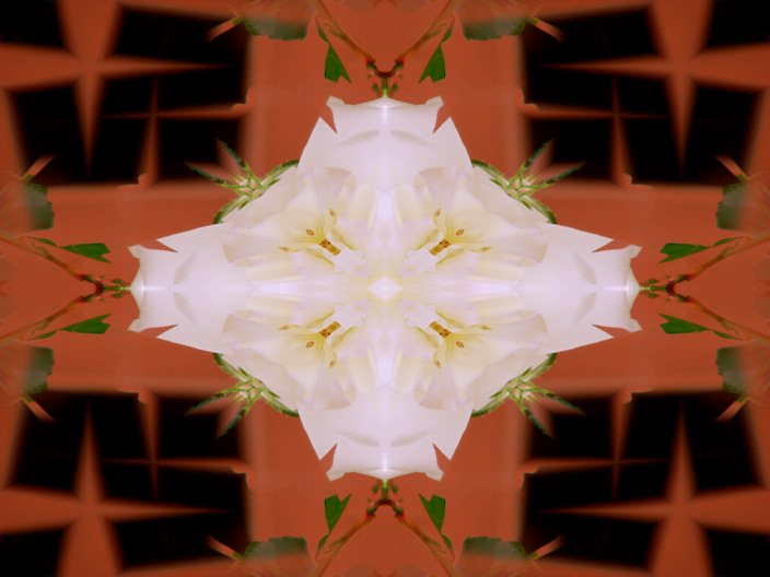 Rose_IMG_5213-DkLt