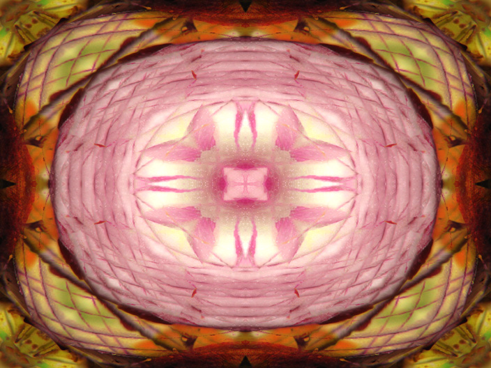 Onion_IMG_5237-DkLtDk