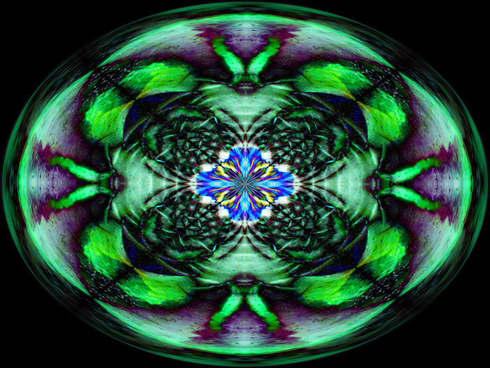 Onion_IMG_5237-DkLtDf-RP