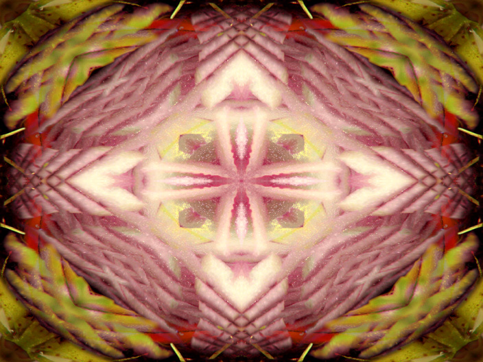 Onion_IMG_5237-DkLt2