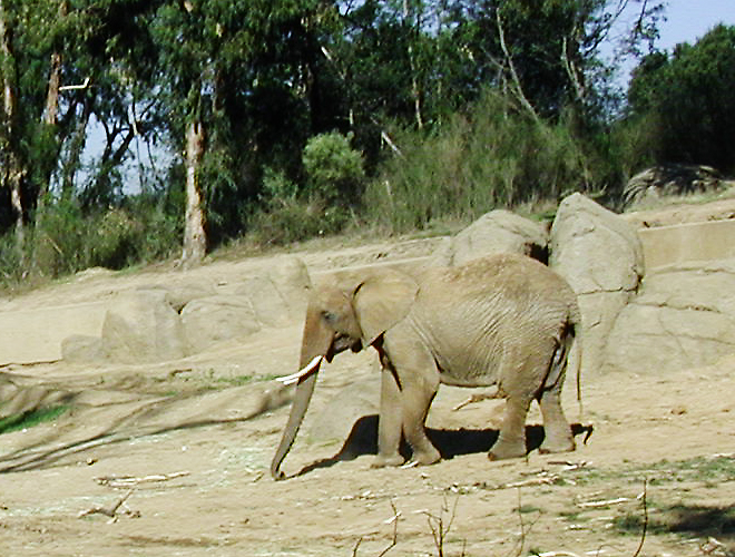 Elephant_PB120054-CU