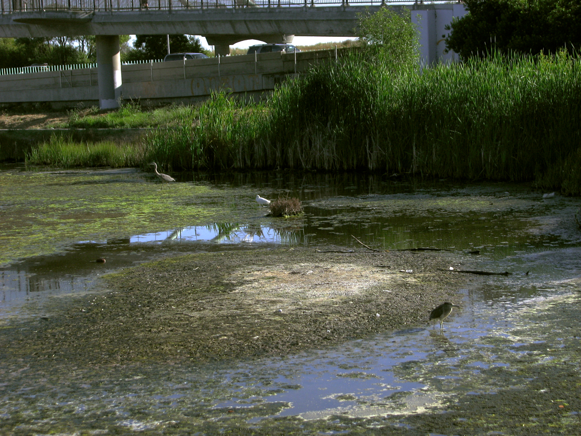Herons_IMG_6736-DPC