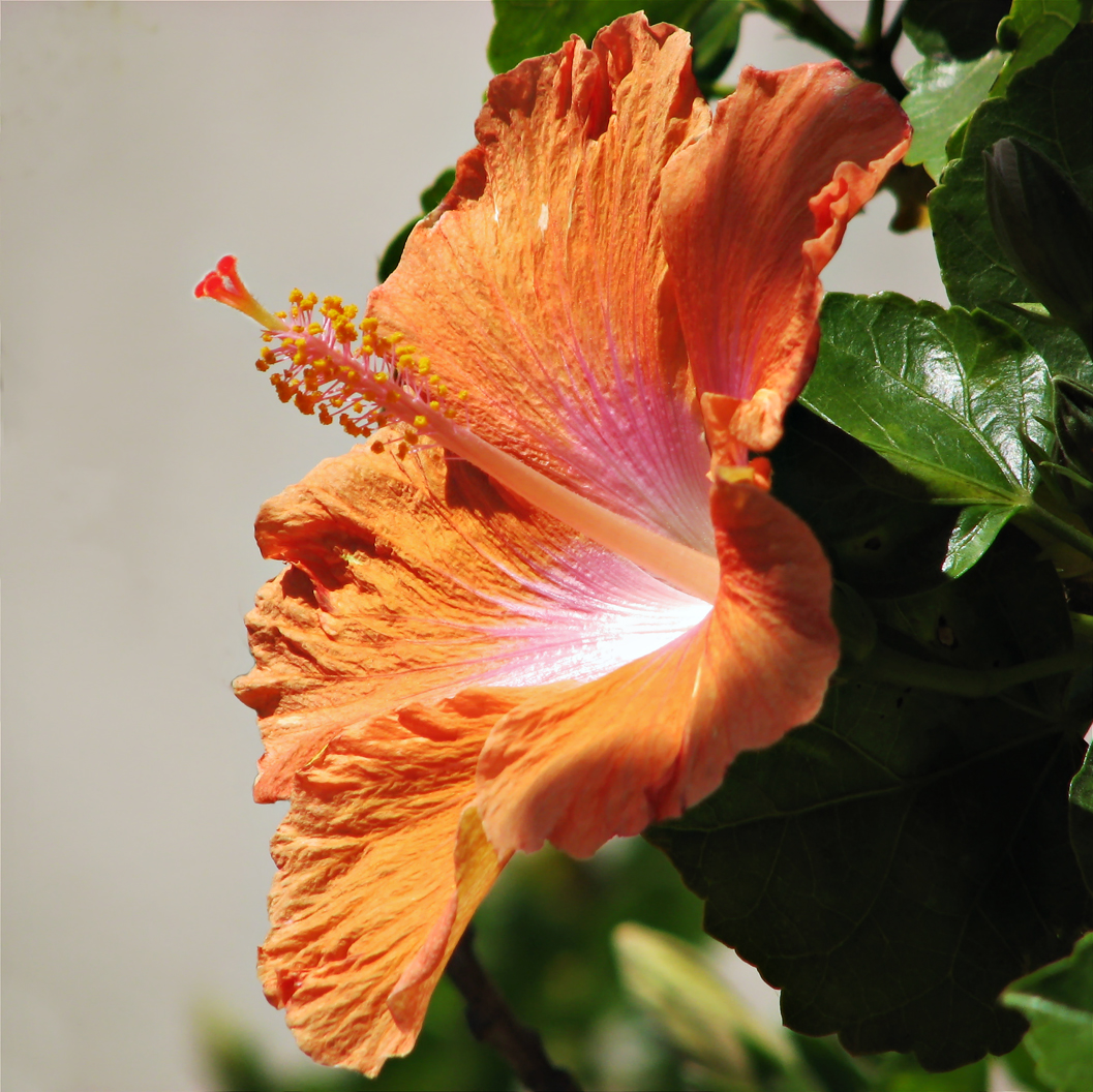 Hibiscus-SqBlur_IMG_3045sq