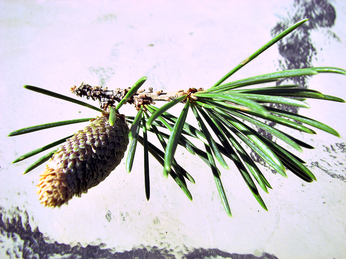 Pine_IMG_3535-DPC9