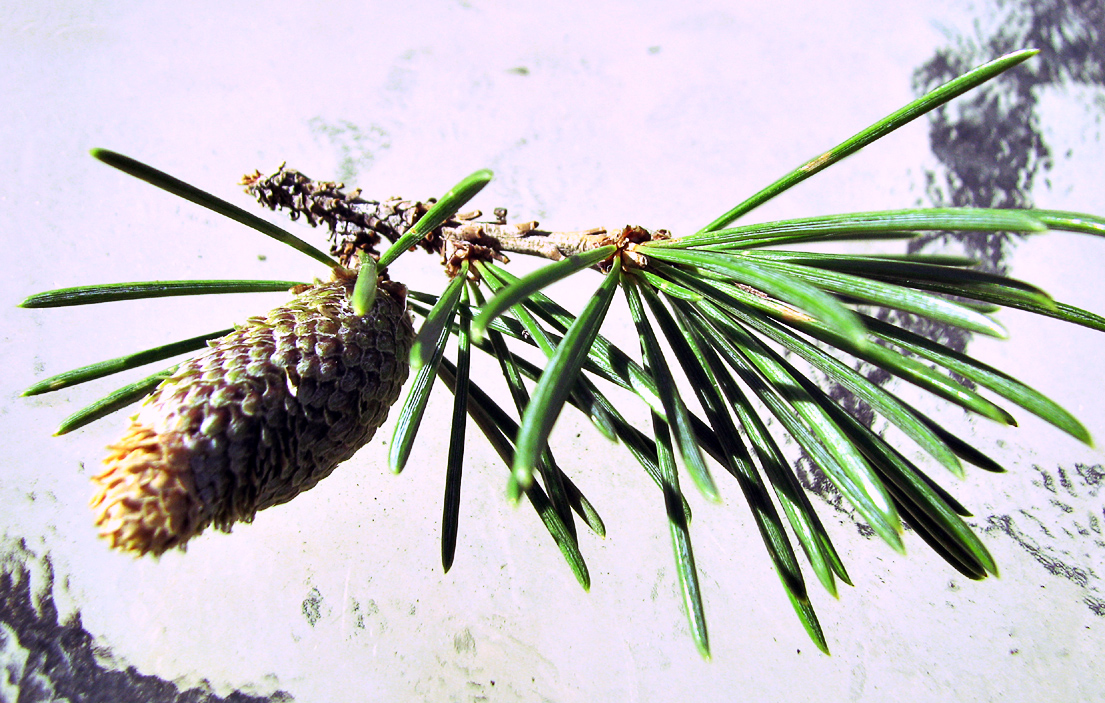 Pine_IMG_3535r-DPC