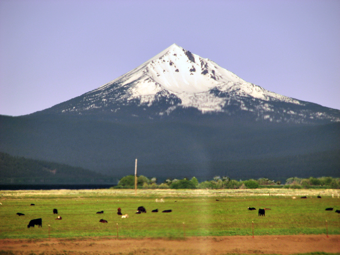 Cows_IMG_1582-DPC