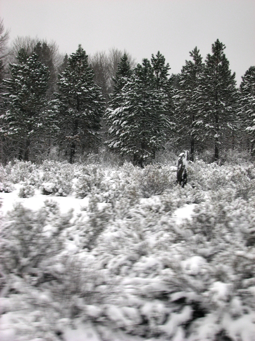 Trees_IMG_5349-DPC