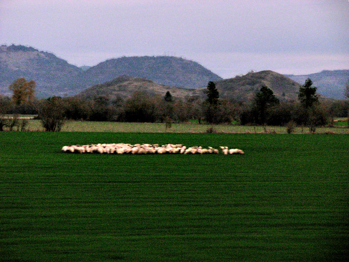 Herd_IMG_6710-DPC8