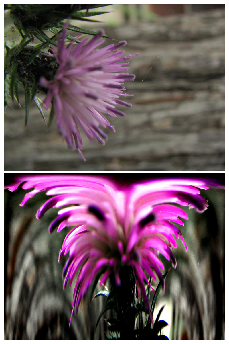 Thistle Explosion