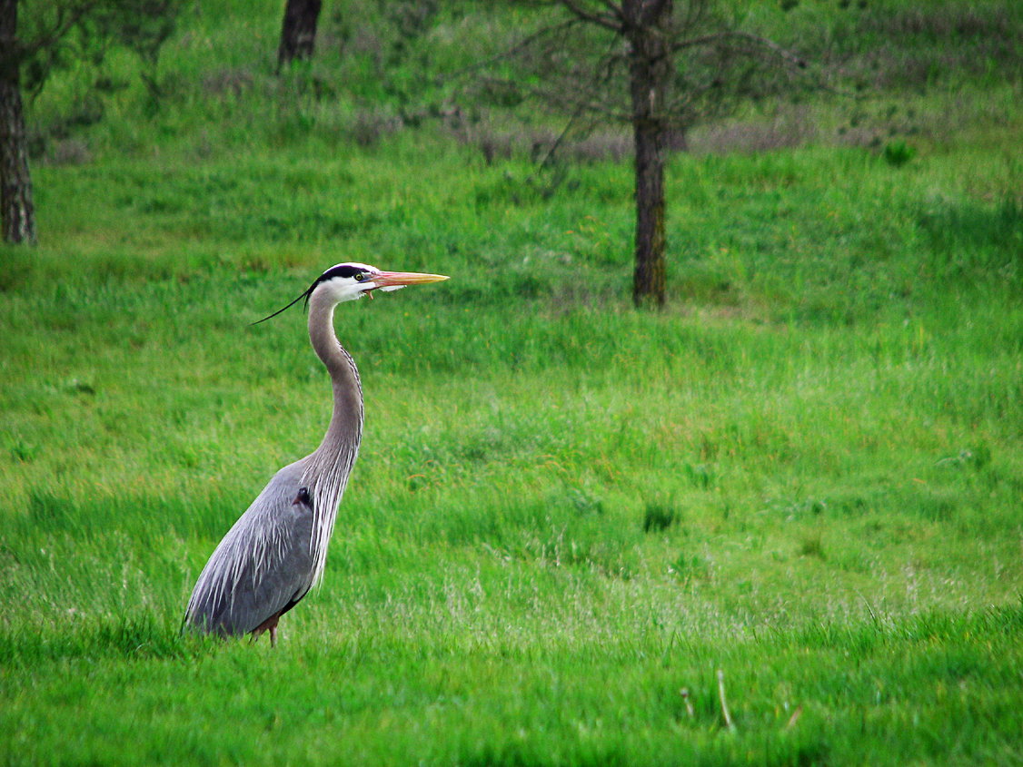 Heron_IMG_8617-DPC