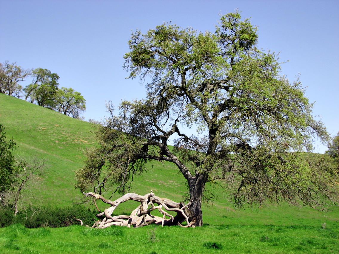 Oak_IMG_1930-DPC