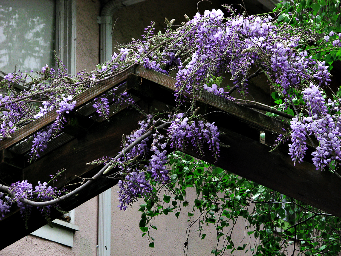 Wisteria_IMG_8703-DPC