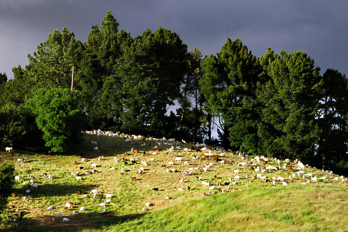 Goats_IMG_0084c-DPC