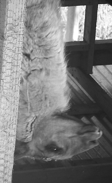 L4Llama_IMG_2902-sm.jpg