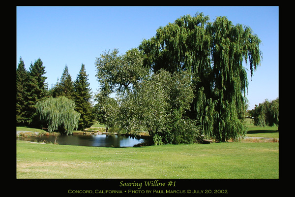 Soaring Willow #1