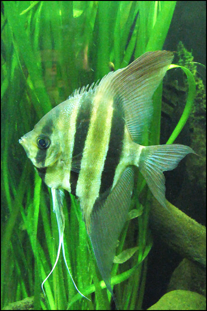 Angelfish_IMG_7849fpc=640.jpg